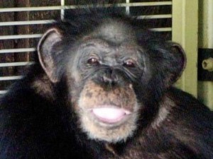 021809_chimp_thumb_448x336